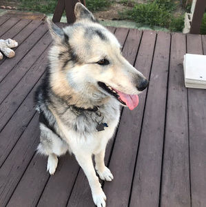 Meet your Posher, Maya